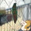 タマムシが来てくれました