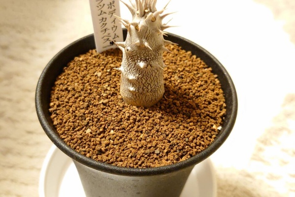 ユーフォルビア・オベサ・ドットコム - 2021年12月