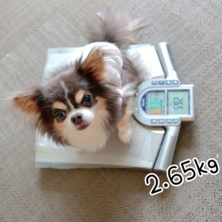 たかシェフのおうちごはん。と、白い犬。と、チワワ。