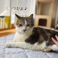緩やかな下り坂を歩く