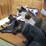 家をさがすのじゃ～～～～