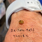 30ǯκƲ
