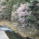 釣りキチ三子の釣れづれ日記