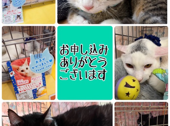 昨日は秘密結社ねこのひげ譲渡会。