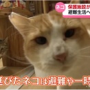 住宅密集地火災で被災した保護猫たちのその後＠高岡市。