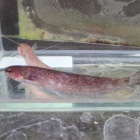 『12月17日(土)　熱帯魚入荷情報』の画像