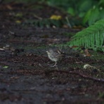 めだいの鳥メモ