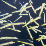 『この魚は???』の画像