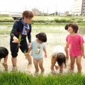 苗とり　田植え