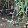 幼鳥から若鳥に成長したヒクイナを撮る🦜（多々良沼公園）