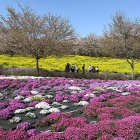 おこげもやみつき♪旬のホタルイカの炊き込みごはん♪お花見