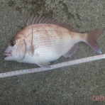 tabe's Fishing blog