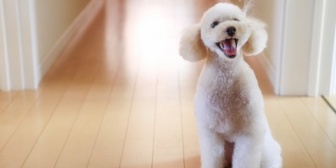 昔、飼い犬のフンを掃除を全くしなかった嫁が最近になってまた「犬が飼いたい」とか言ってたので俺は「世話できねえじゃん。だから駄目」と言ったんだが→結果…
