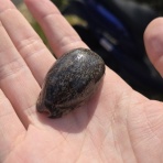 あいまいだいありー