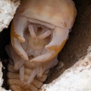 タイワンオオクワガタ南投縣