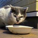 外で暮らす猫たちに、あたたかい場所を🏠