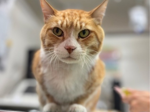 雨上がりの月曜日、チャトです～😸💕