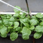 Heyモーの家庭菜園を楽しむ