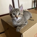 生後2ケ月　イチロー　募集中