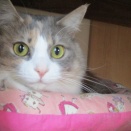 😽ふうちゃん（孫猫）ばぁ～ばぁ～来たよ😽毛玉ケース