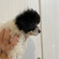 パーティカラー・トイプードル子犬・9月１日生まれ・きょうだい・ご見学いただけます。