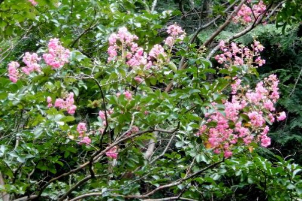 定年生活 山野草のエキ 直近で咲いた花