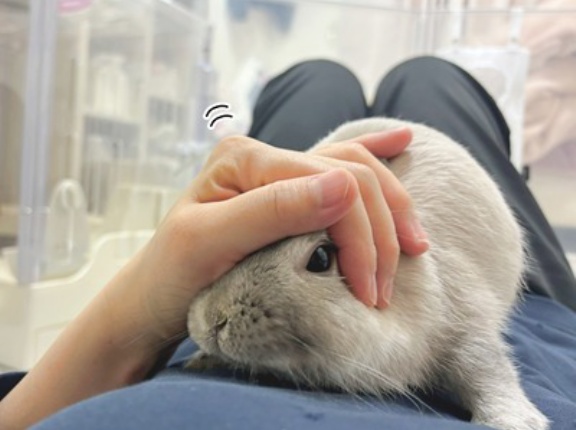 うさぎのルリ(2/5追記)