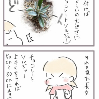 多肉植物との出会い２