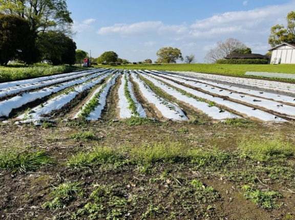 趣味で畑始めたけど金めっちゃかかるやん