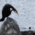 2026年5月6日の野鳥公園
