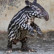 今年の見納め?!プールで遊ぶ砥愛ちゃん
