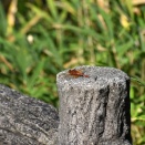 輝く！　キトンボ　他