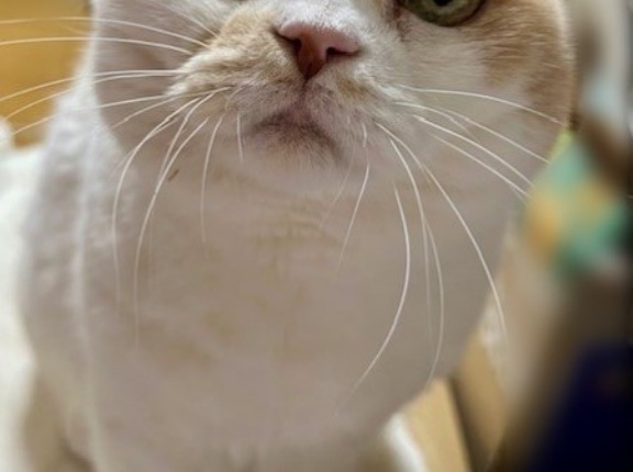 長靴が埋もれるほどの大雪です