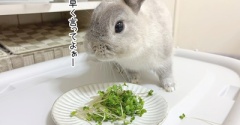 うさぎのルリ(8/29追記)