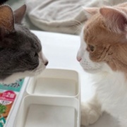 仲良しだからじゃれ合える2匹と「たまごの家」の卵