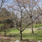 ハイキングさ　あべじゃ