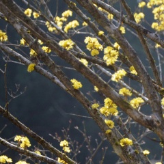 飛騨かなやまの桜　開花状況 2026