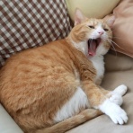 ミミオレ。