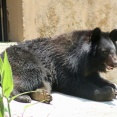 【緊急速報】クマサン、秋田市を包囲か