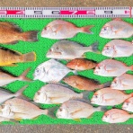 竹村貸舟店【高知県 浦ノ内湾～宇佐～須崎市横浪半島沖の船釣り】釣果情報 & ブログ