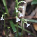 猛暑の山麓で花探し