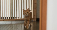 痺れを切らした猫