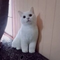 離婚した姉のところに復縁メールが来ていたようだ。ロミオは「 新しく買ったテレビの使い方がよくわからないから説明書を読んでくれ」など、よくあるバカっぷりを披露している。