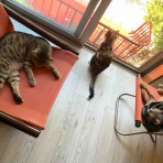 ベンガル猫BenelliとアビシニアンBenjaminと三毛猫Calicoと家族の記録
