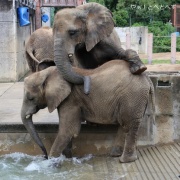 今年の見納め?!プールで遊ぶ砥愛ちゃん