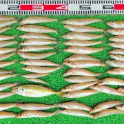 2026年4月17日　釣果