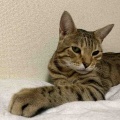 フランキ君、一歳になりました！