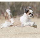 2-5-1　小　ミミくん　8歳