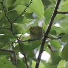 『令和6(2024)年6月10日の鳥さん Vol.2　21世紀の森と広場で野鳥の観察･撮影 池にはカイツブリとカルガモ､森の中にはカラの混群が登場!!』の画像