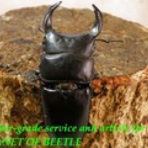 ブリーディングブログ